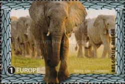 African Elephant (Loxodonta africana)