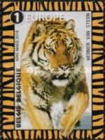 Siberian Tiger (Panthera tigris altaica)