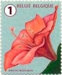 Amaryllis