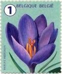 Crocus