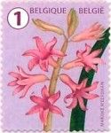 Hyacinth