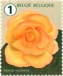 Begonia