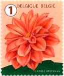 Dahlia