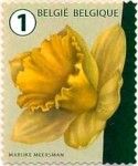 Daffodil