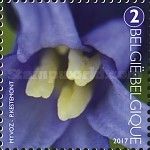 Anthers of Common Bluebell