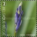 Common Bluebell not yet blooming