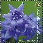 Tepal of Common Bluebell