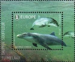 Common Bottlenose Dolphin (Tursiops truncatus)