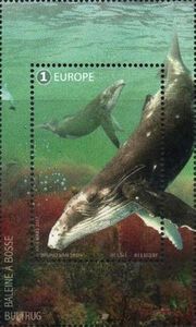 Humpback Whale (Megaptera novaeangliae)