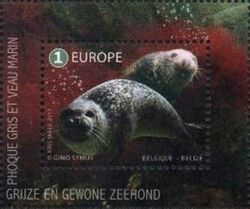Grey and harbour seal