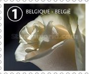 White Rose Right Imperforate