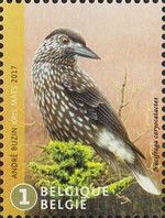Spotted Nutcracker (Nucifraga caryocatactes)