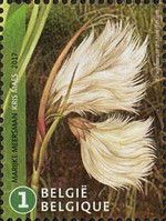 Eriophorum angustifolium