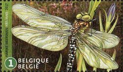 Subarctic Darner (Aeshna subarctica)