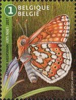 Marsh Fritillary (Euphydryas aurinia)
