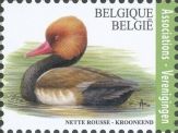 Red-crested pochard - Netta rufina