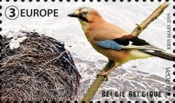 Eurasian jay (Garrulus glandarius)