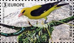 Eurasian golden oriole (Oriolus oriolus)