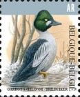 Common Goldeneye (Bucephala clangula)