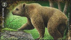 Eurasian Brown Bear (Ursus arctos arctos)