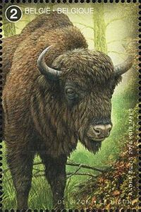 European Bison (Bos bonasus)