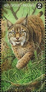 Eurasian Lynx (Lynx lynx)