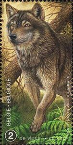 Wolf (Canis lupus)