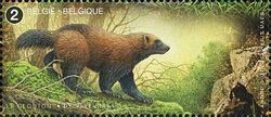 Wolverine (Gulo gulo)