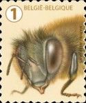 European Honey Bee (Apis mellifera)