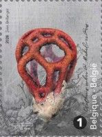Basket Stinkhorn (Clathrus ruber)