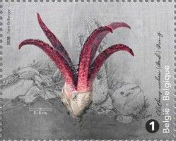 Devil's Fingers (Clathrus archeri)