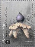 Rayed Earthstar (Geastrum quadrifidum)