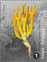 Yellow Stagshorn (Calocera viscosa)