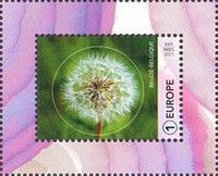 Dandelion (Taraxacum sp)