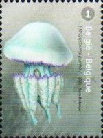 Berrel Jellyfish (Rhizostoma pulmo)