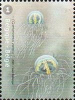 Clinging Jellyfish (Gonionemus vertens)