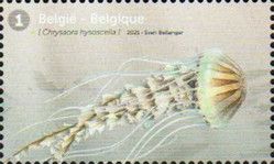 Compass Jellyfish (Chrysaora hysoscella)