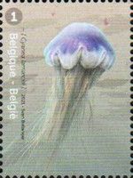 Blue Jellyfish (Cyanea lamarckii)