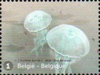 Common Jellyfish (Aurelia aurita)
