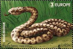 European Adder (Vipera berus)