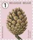 Pine Cone (Pinus sylvestris)
