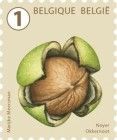 Walnut (Juglans regia)