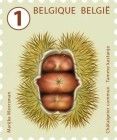 Chestnut (Castanea sativa)