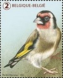 European Goldfinch (Carduelis carduelis)