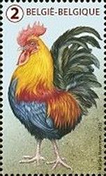 Rooster (Gallus gallus domesticus)