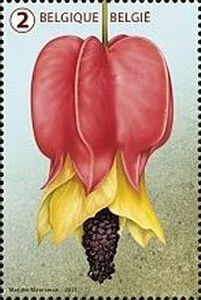 'Belgian Flag' Flower (Abutilon megapotamicum)