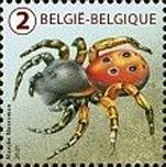 Ladybird Spider (Eresus kollari)