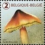'Puntmutswasplaat' (Hygrocybe acutoconica)