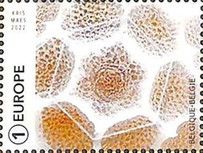 Butterfly Eggs, Small Copper (Lycaena phlaeas)