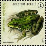Marsh Frog (Pelophylax ridibundus)